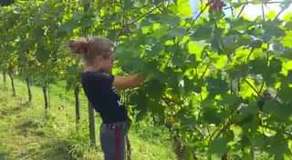  29 settembre 2019
 Rafting Vendemmia e Pigiatura
 Una giornata indimenticabile
...